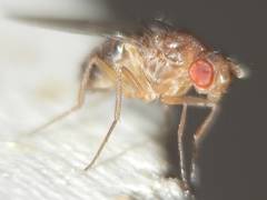 Drosophila funebris