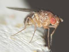 Drosophila funebris