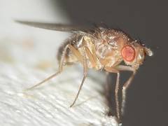 Drosophila funebris