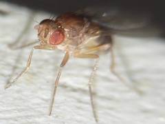 Drosophila funebris