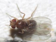 Drosophila funebris