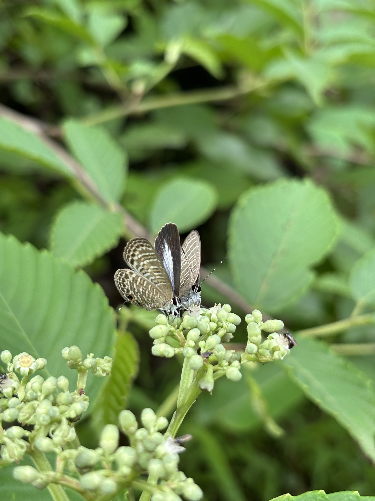 Transparent Six-Lineblue