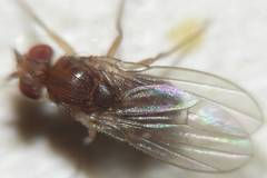 Drosophila funebris
