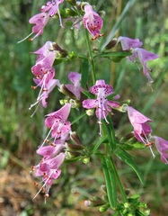 Dicerandra linearifolia