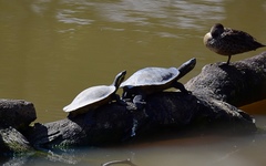 Emydura macquarii