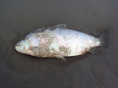 Prochilodus lineatus