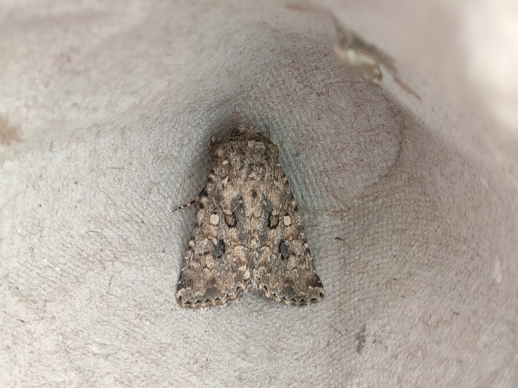Cardepia sociabilis