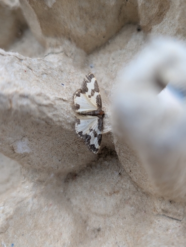 Lomaspilis marginata