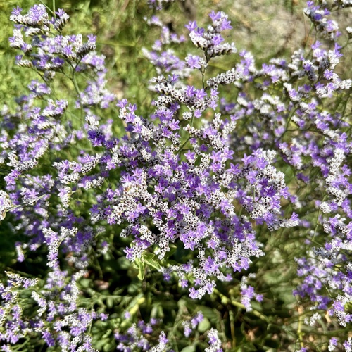 iNaturalist observation photo of Algerian sea lavender