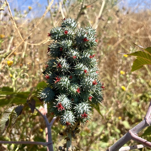 iNaturalist observation photo of castor bean