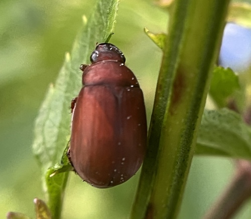 Asiatic Garden Beetle photo 6