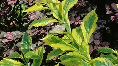 Pieris canidia