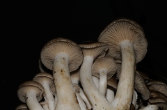 Lyophyllum fumosum