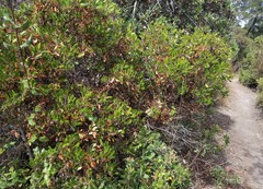 Arctostaphylos hookeri