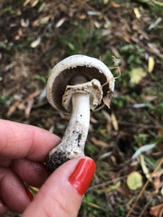 Agaricus