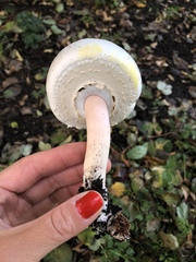 Agaricus
