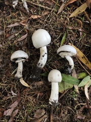 Agaricus