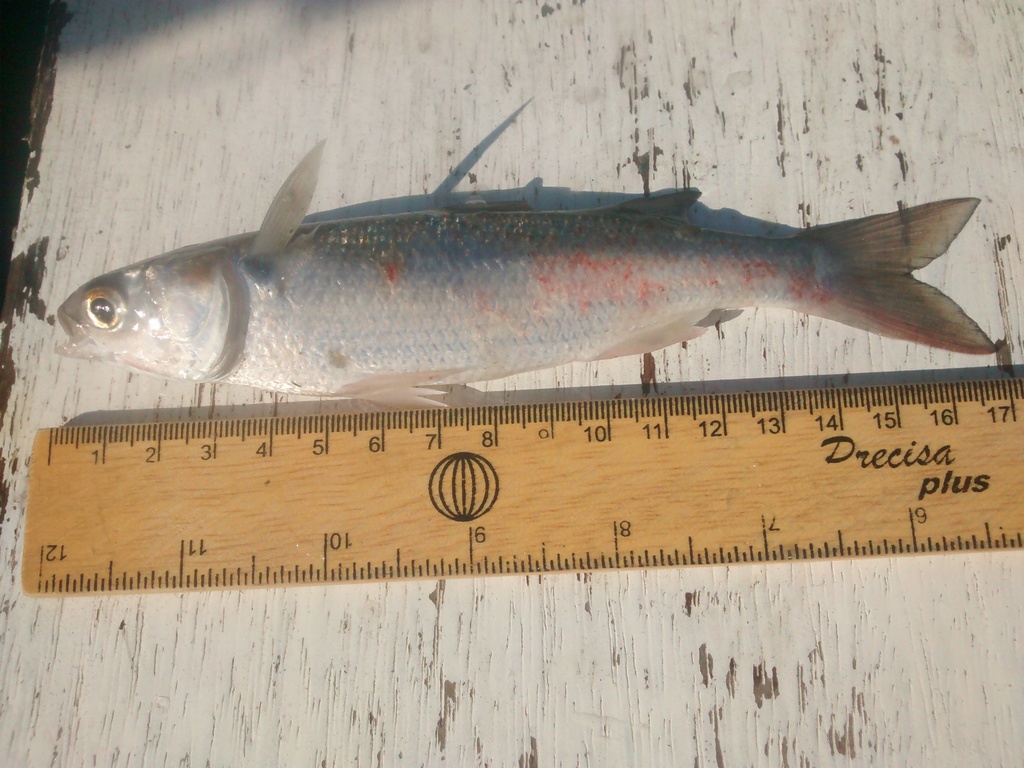 Parassi Mullet
