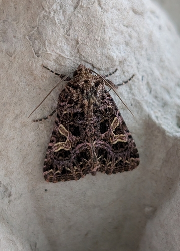 Sideridis rivularis