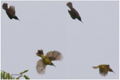 Drepanorhynchus reichenowi