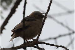 Pseudonigrita arnaudi