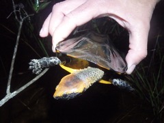 Platemys platycephala