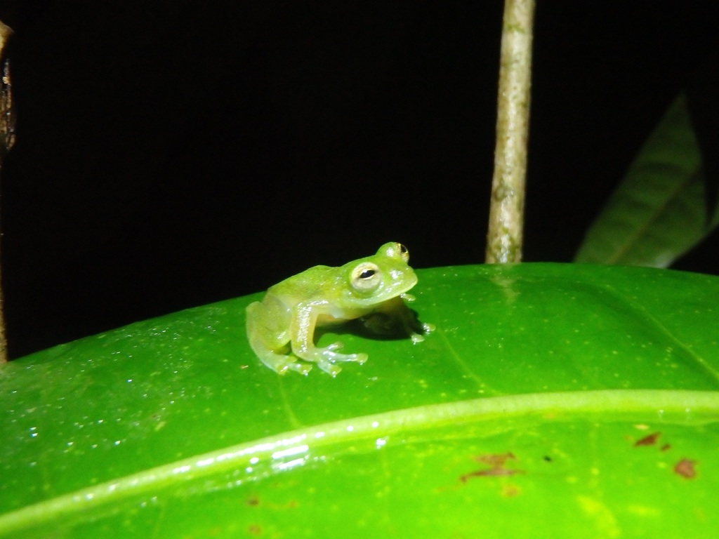 Bolivar Giant Glass Frog