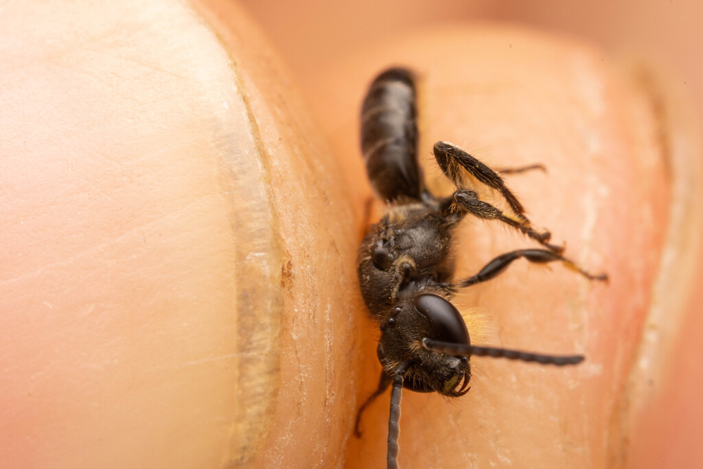 Lasioglossum mahense