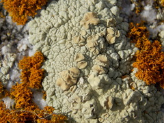 Protoparmeliopsis pinguis