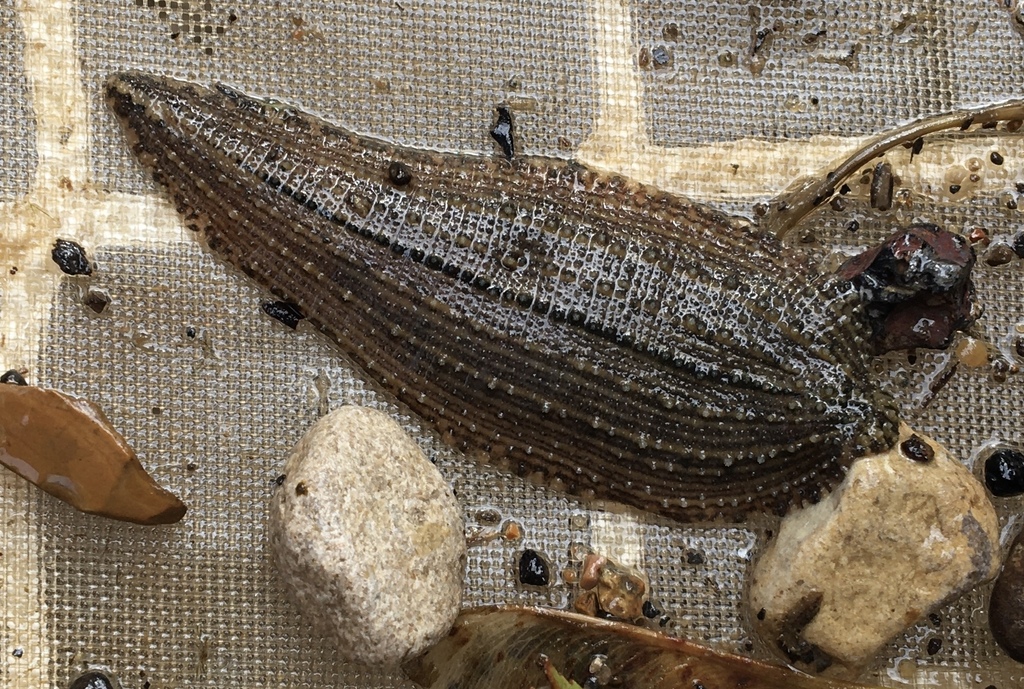 Placobdella multilineata
