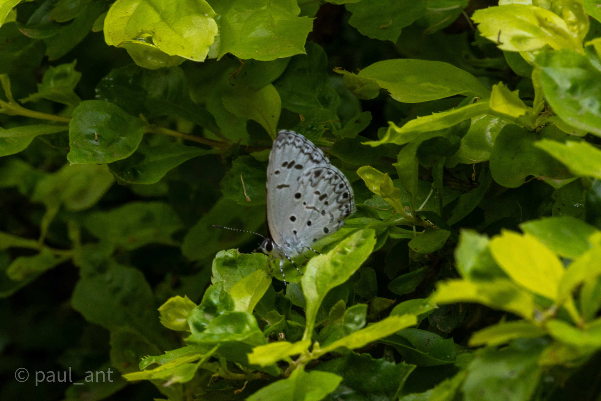 Common Hedge Blue
