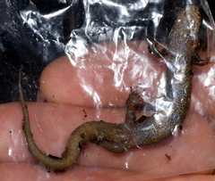 Desmognathus santeetlah