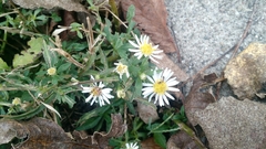 Symphyotrichum