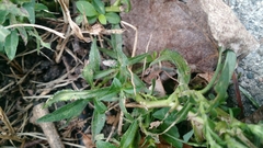 Symphyotrichum