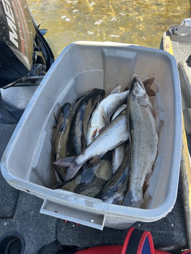 Lake Trout