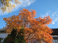 Amelanchier × lamarckii
