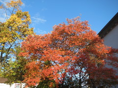 Amelanchier × lamarckii