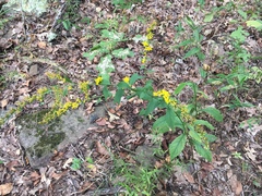 Solidago ulmifolia ulmifolia