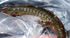 Desmognathus santeetlah