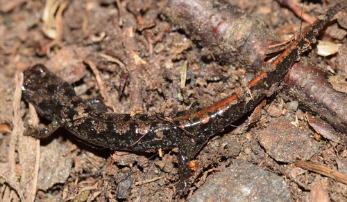 Cherokee Mountain Dusky Salamander