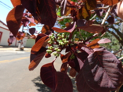 Euphorbia cotinifolia