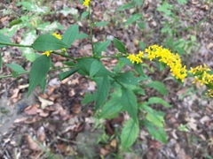 Solidago ulmifolia ulmifolia