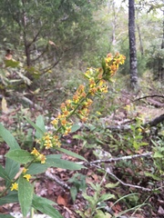 Solidago buckleyi