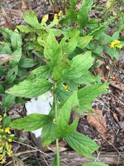 Solidago buckleyi