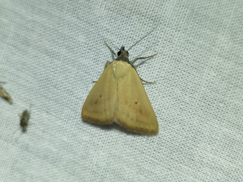 Noctuelle conicéphale (La)