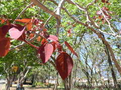 Euphorbia cotinifolia