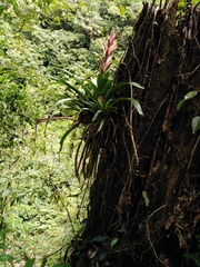 Tillandsia yunckeri