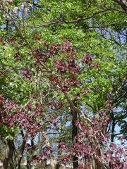 Euphorbia cotinifolia