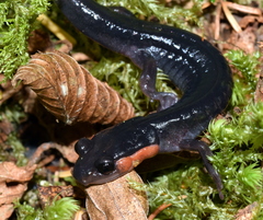 Plethodon jordani