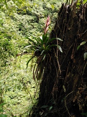 Tillandsia yunckeri
